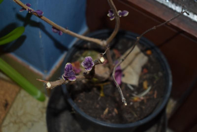 basilikum, galanthus 001.JPG