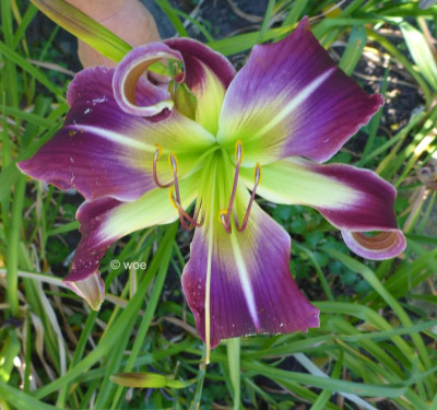 Garden Butterfly 2018 2.jpg