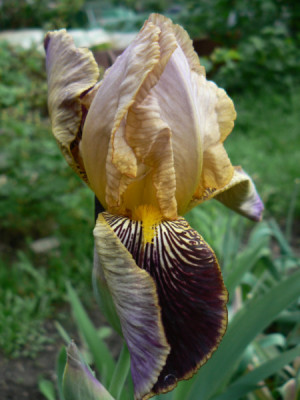 Grosspapas_Iris_07_05_14a.jpg