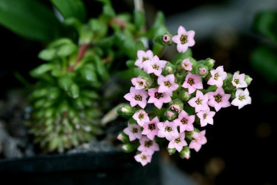 St_Lewisia140507.jpg