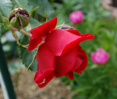 Pauls_Scarlet_Climber_K2_4372_95.jpg