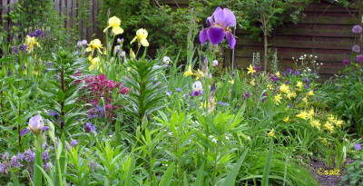 frühe gelbe Taglilie zur Iris.jpg