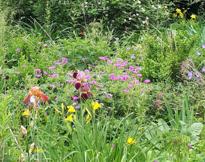 Iris und Taglilie 20180602.jpg