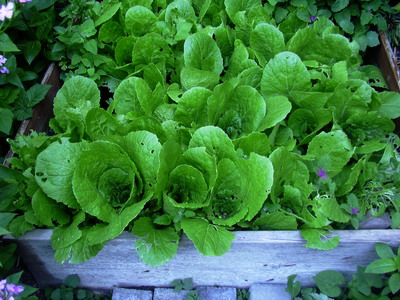 salat_001.jpg