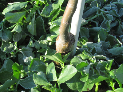 Apfelhecke 19119 Stammfuß.JPG