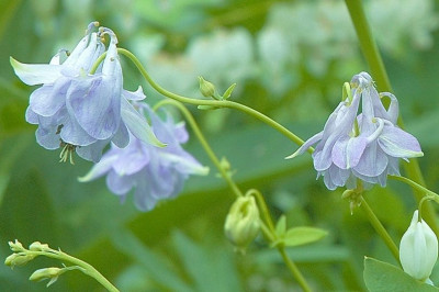 Aquilegia_X_1_14-05-2007.jpg