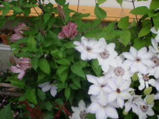 Clematis-_Gewirr.jpg