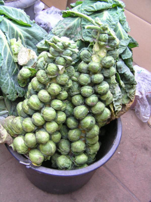 Rosenkohl Januar 2019 001.JPG