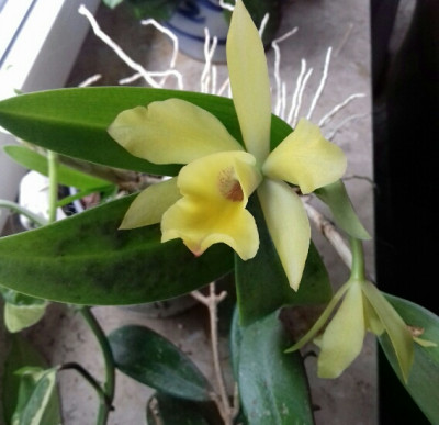 Cattleya gelb.jpg