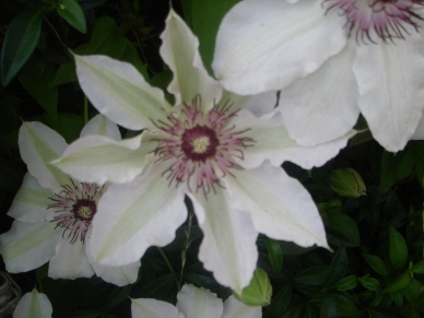 Fair_Rosamund_0507.jpg