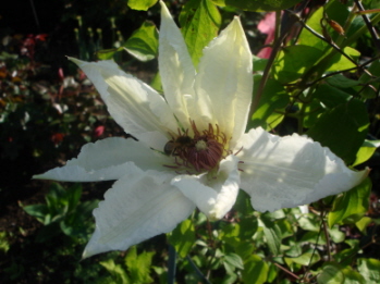Yuusuzumi_0507.jpg