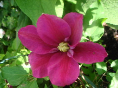 Clematis_unbekannt_0507.jpg