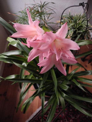 Amarcrinum memoria corsii 2014-11-07 01.JPG