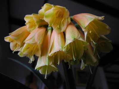 Clivia x cyrtanthiflora 1.jpg