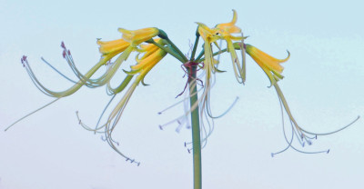 Eucrosia aurantiaca_02.jpg