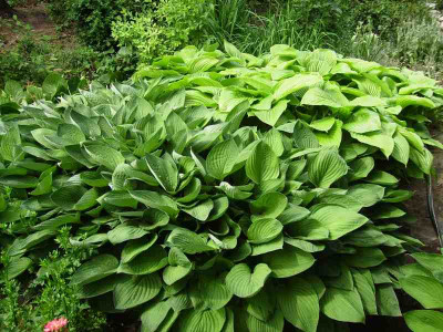 2_Hostas.jpg
