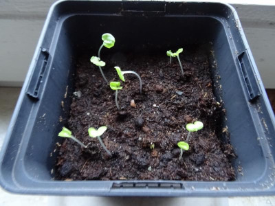 Syneilesis aconitifolia Germination January 2019.JPG