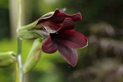 Cardiocrinum cordatum `Red Form´.JPG