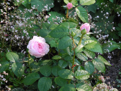 'Olivia' 2017-06-13 04.jpg.JPG