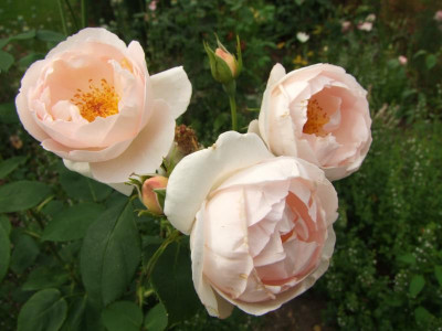 The Prioress  Juli.JPG
