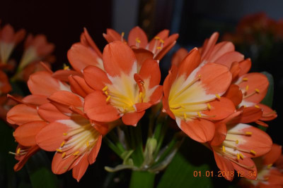 Klivienblüte 17 004.JPG