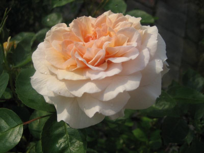 Rose 'Bredon'_9872.jpg