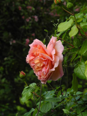 Abraham Darby 2015-06-09 01.JPG