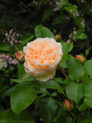 Apricot Parfait ( Evelyn) 2015-06-20 02.JPG