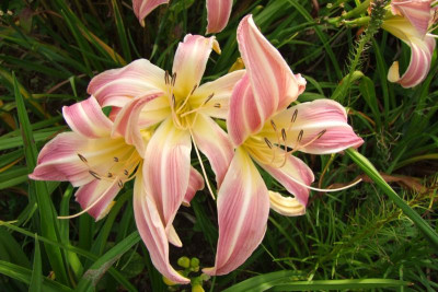 Orchid Corsage.JPG