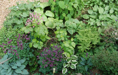 Pflanzenkombinationen_mit_Hostas_S_4296.jpg