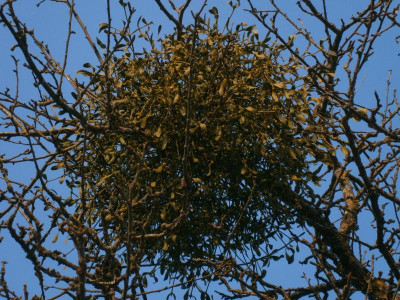 botanischer garten TÜ efeu mistel eibe 082.JPG