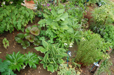 Pflanzenkombination_mit_Hostas_N_3070.jpg