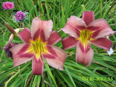 GT03-KR6.13 Trahlyta X Orchid Corsage_7351.JPG