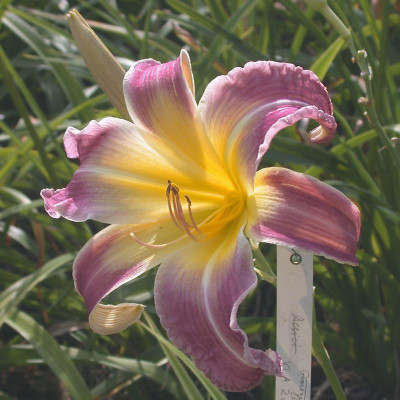 GT03-KR6.16 Trahlyta X Orchid Corsage 1#001.jpg