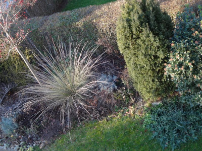 Winterbild II 17.1.19.JPG