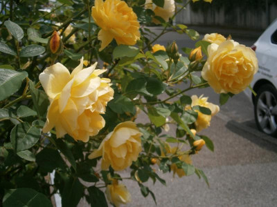 Rosen2016 013.JPG