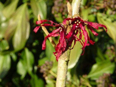 Hamamelis intermedia Foxy Lady Januar 2019.JPG
