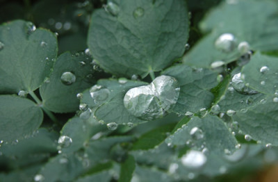 Gelbe_Wiesenraute_Tropfen_001__T2_3049.jpg