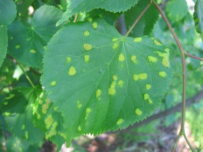 kranke_tilia_cordata2.jpg