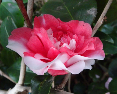 DSC06229.jpg