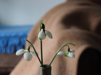 Three Ships Galanthus elwesii Dehner Faringdon Double P1290166.JPG
