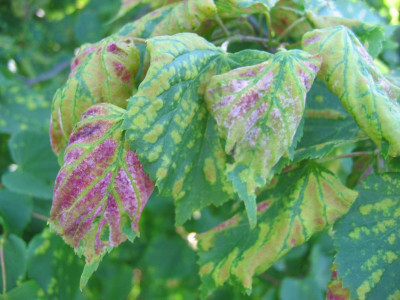 kranke_tilia_cordata1.jpg