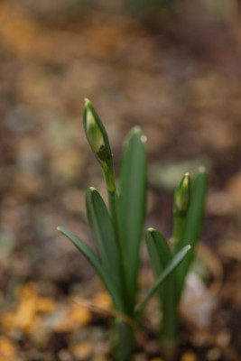 DSCF7387_3598.JPG