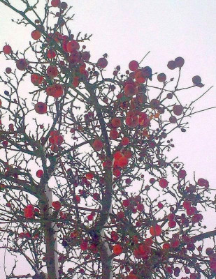 Apfel _26.1.19_Bild0231_1.jpg