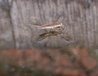 Wasserlaufer_001__N_3846.jpg