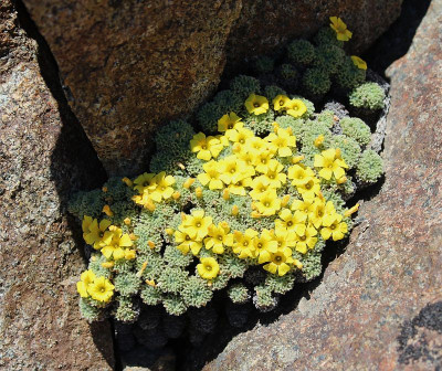 Oxalis erythrorhiza.jpg