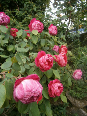 Rosen2016 003.JPG