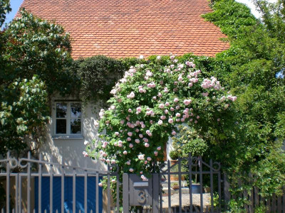 Haus_Rosenbogen.jpg