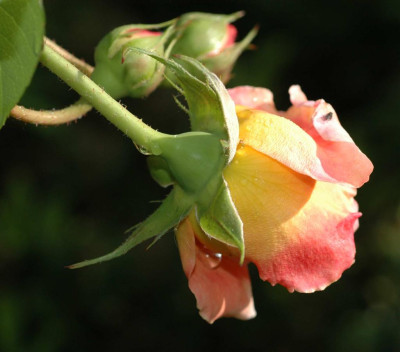 A3652a_Large.JPG