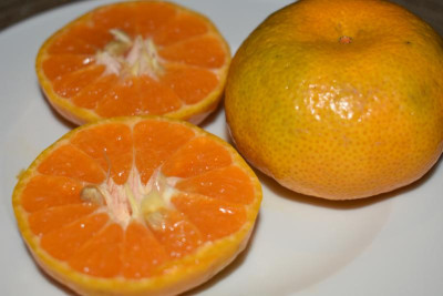 mandarinenernte 19 003.JPG